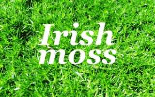 Лечебные свойства ирландского мха, рецепты и отзывы