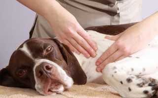 Как делать массаж для собак
