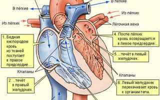 Строение, расположение и функции сердца у человека