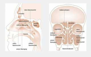 Основные причины и проявления аносмии
